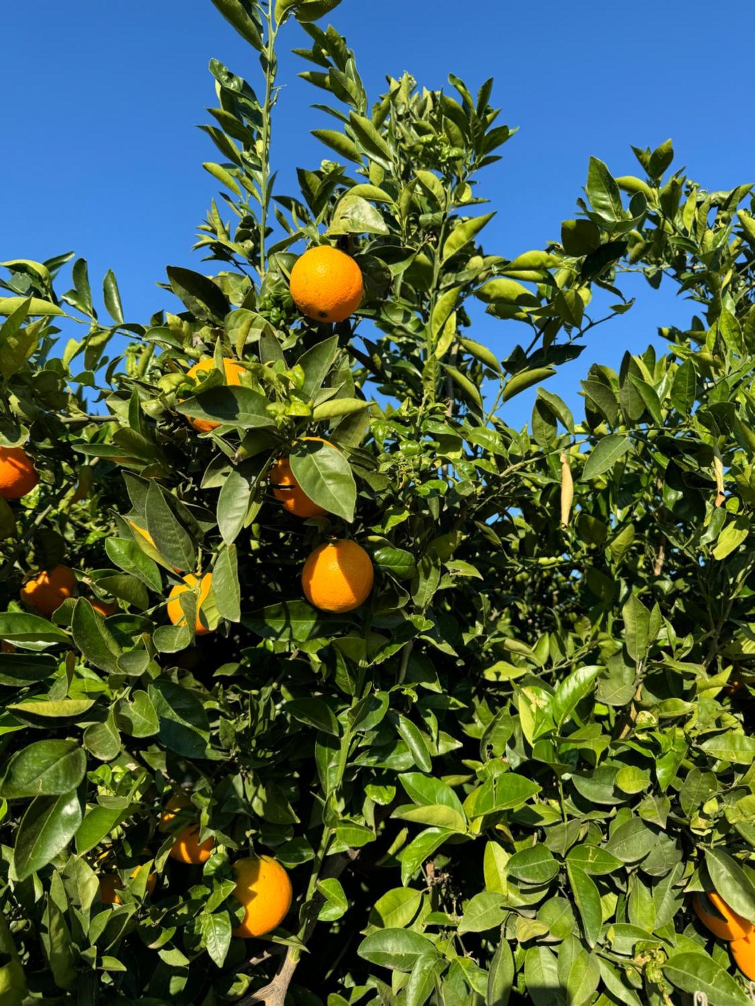 Finca Malata Turis Luaran gambar