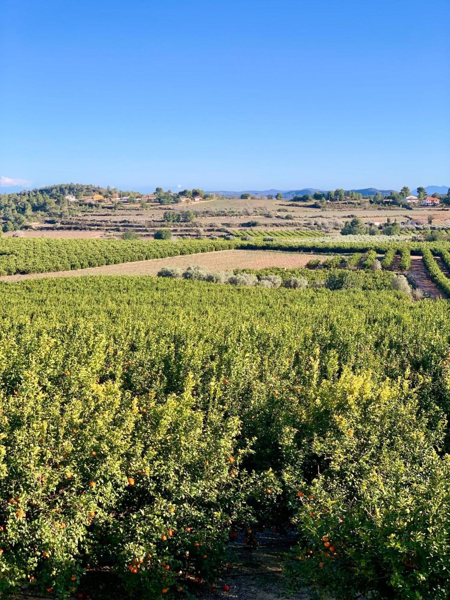 Finca Malata Turis Luaran gambar